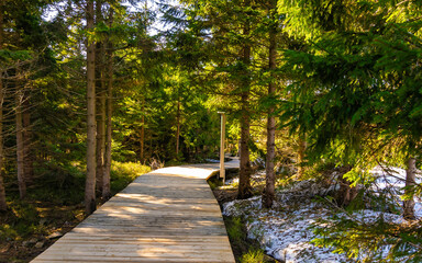 wooden bridge through the spruce forest