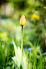 Tulipan w ogrodzie.