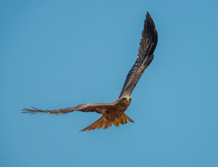 Yellow billed kite flying over the harbor in São Tomé, São Tomé and Principe (STP), Central Africa