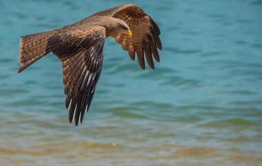 Yellow billed kites fishing in a beach in São Tomé, São Tomé and Principe (STP), Central Africa
