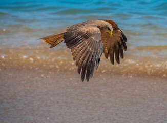 Yellow billed kites fishing on the shores of São Tomé, São Tomé and Principe (STP), Central Africa