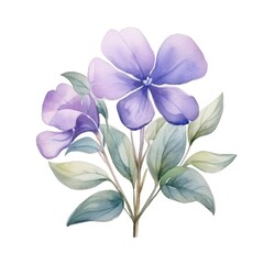 Vinca flower watercolor illustration. Floral blooming blossom painting on white background