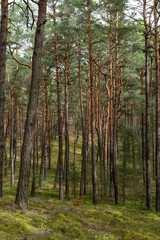 Fototapeta premium Kiefernwald auf einer Sanddüne bei Mücka im Biosphärenreservat Oberlausitzer Heide- und Teichlandschaft 4