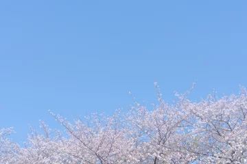 Foto op Plexiglas 桜 © naka
