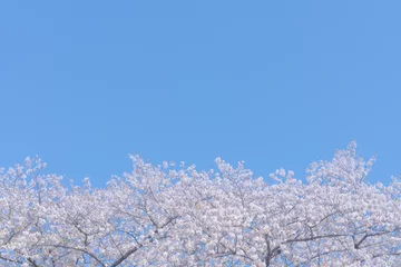 Poster 桜 © naka
