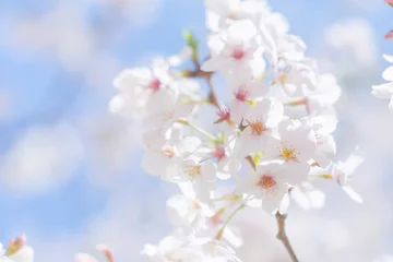 Gordijnen 桜 © naka