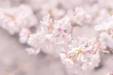 Zelfklevend Fotobehang 桜 © naka
