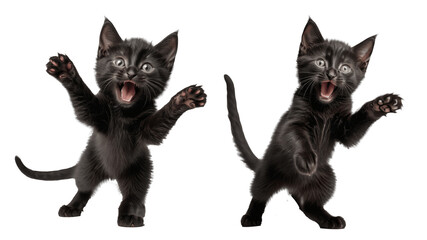two angry black kittens isolated on transparent background