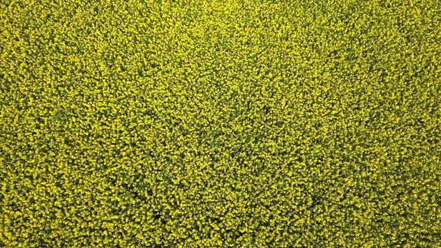 Campo agricolo coltivato con colza in primavera