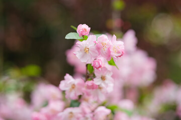 春に咲く花　ハナカイドウ