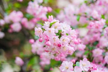 春に咲く花　ハナカイドウ
