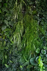 Tuinposter 壁面緑化 © naka