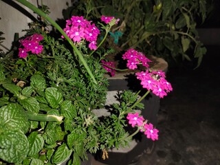 Pink flowers at night using flashlight ,selective focus