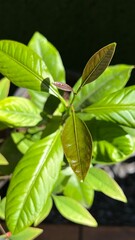 レモンの新芽