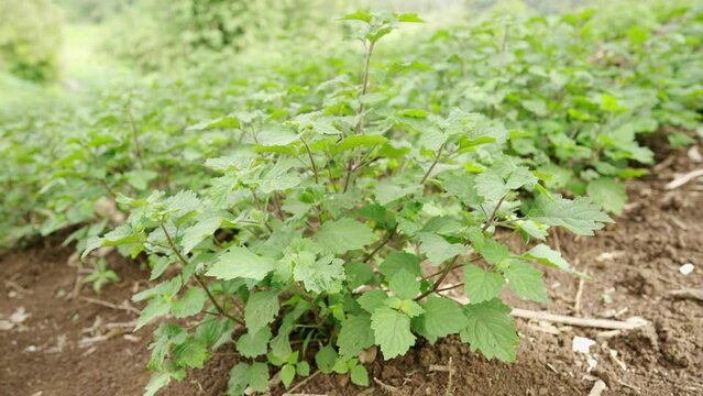 dolly in, patchouli plants in plantation or field in indonesia, southeast asia