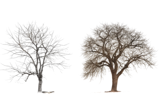 Dead tree isolated on a transparent background