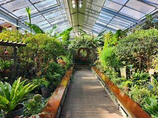 Fototapeta na wymiar plants in greenhouse