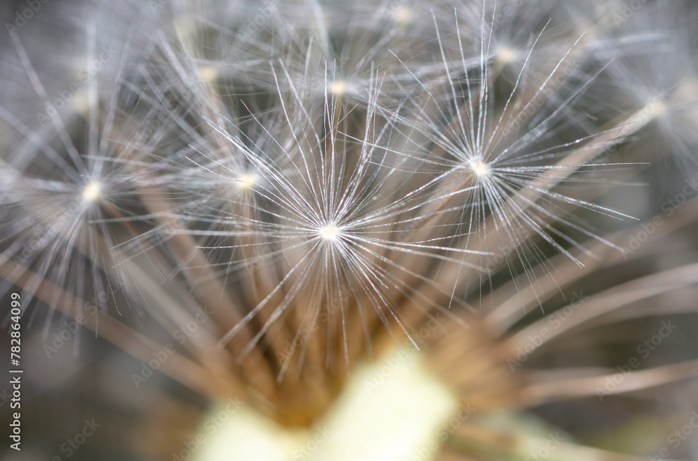 Sticker Fluff on dandelions as a background. Extreme macro