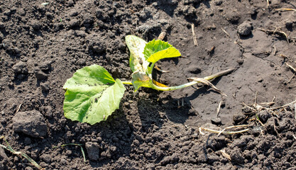 Melon seedlings in the ground in the garden. Spring