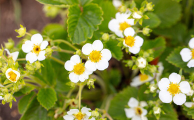 Strawberry flowers in the vegetable garden in spring
