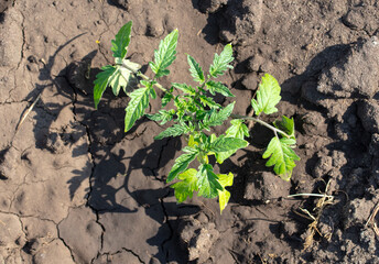 Tomato seedlings in the ground in the garden. Spring