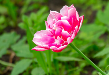 Pink tulips in the garden where in the spring