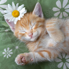 Fototapeta na wymiar portrait of the face of a cute ginger kitten sleeping on a pillow. comfort and relaxation of your beloved pet. cat day. chamomile flower. Cat childhood, sweet dream pet, tenderness