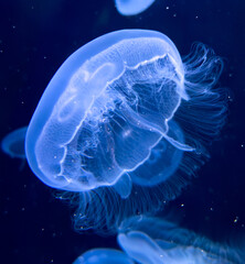 Blue jellyfish swim in the sea
