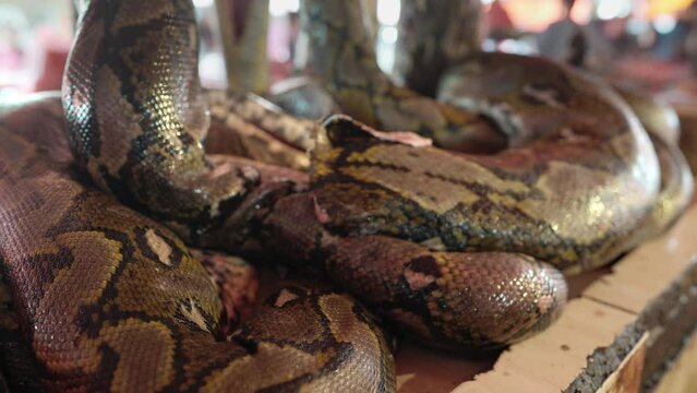 Timelapse of python snake meat display at exotic asian market