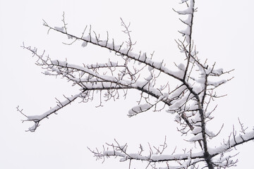 The branches of the tree are covered with snow
