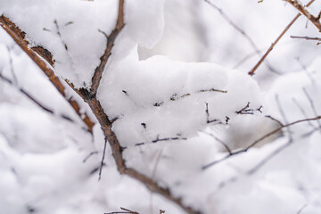 The branches of the tree are covered with snow

