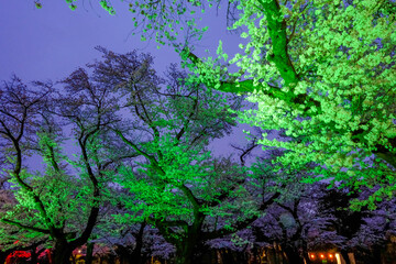 夜陰を彩る小金井公園の夜桜ライトアップ