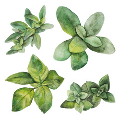 Watercolor herbs. Vector basil, spinach. Green leaves