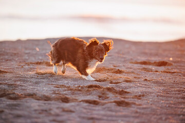 海で遊ぶチワックスの犬