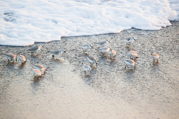 湘南の海辺で鳥のミユビシギ群れ