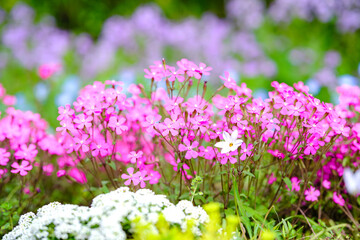 春に咲く花　シレネ・ピンクパンサー © miyaho