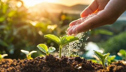 Sunrise Serenade: Hand-Watering Young Plants in Your Garden