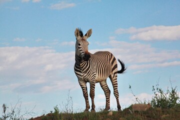 The zebra, with its distinctive black and white stripes, roams the African savanna in herds,...