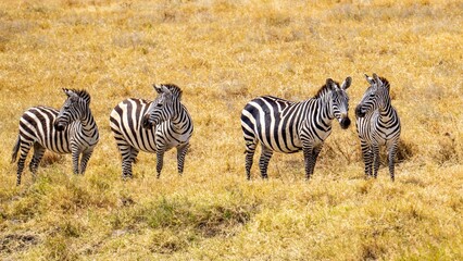 The zebra, with its striking black and white stripes, roams the African savannah in herds, grazing...
