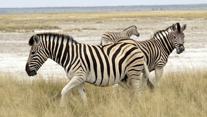 The zebra, with its striking black and white stripes, roams the African savanna in herds, grazing...