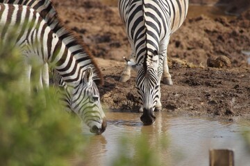 Fototapeta premium The zebra, with its striking black and white stripes, roams grasslands in Africa, showcasing nature's monochrome beauty.