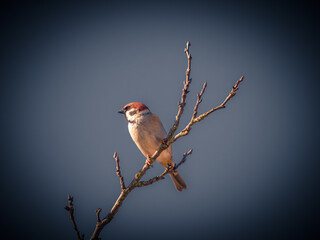 One eurasian tree sparrow branch blue background chestnut colored bird