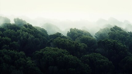 A dense, foggy forest with the dark silhouettes of bushy tree canopies contrasted against a pale white sky.  - obrazy, fototapety, plakaty