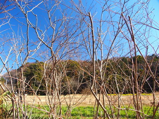 枯れ木のヒュウガミズキ越しに見る冬の里山風景