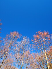 冬の公園の枯木と青空風景