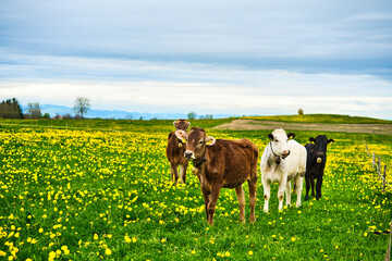 group of calves on a meadow full of dandelions in early spring