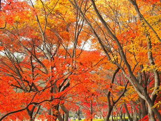 晩秋の公園の紅葉のモミジ風景