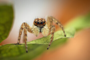 Jumping spider macro closeup shot  on a yellow leaf - 782872691
