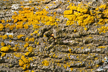 textures and patterns of yellow lichen on the bark of a tree