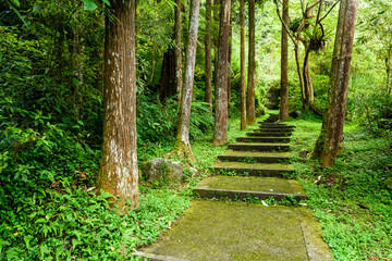 Fototapeta na wymiar View of the Stone stair footpath through the forest in Xitou Nature Education Area in Nantou, Taiwan.